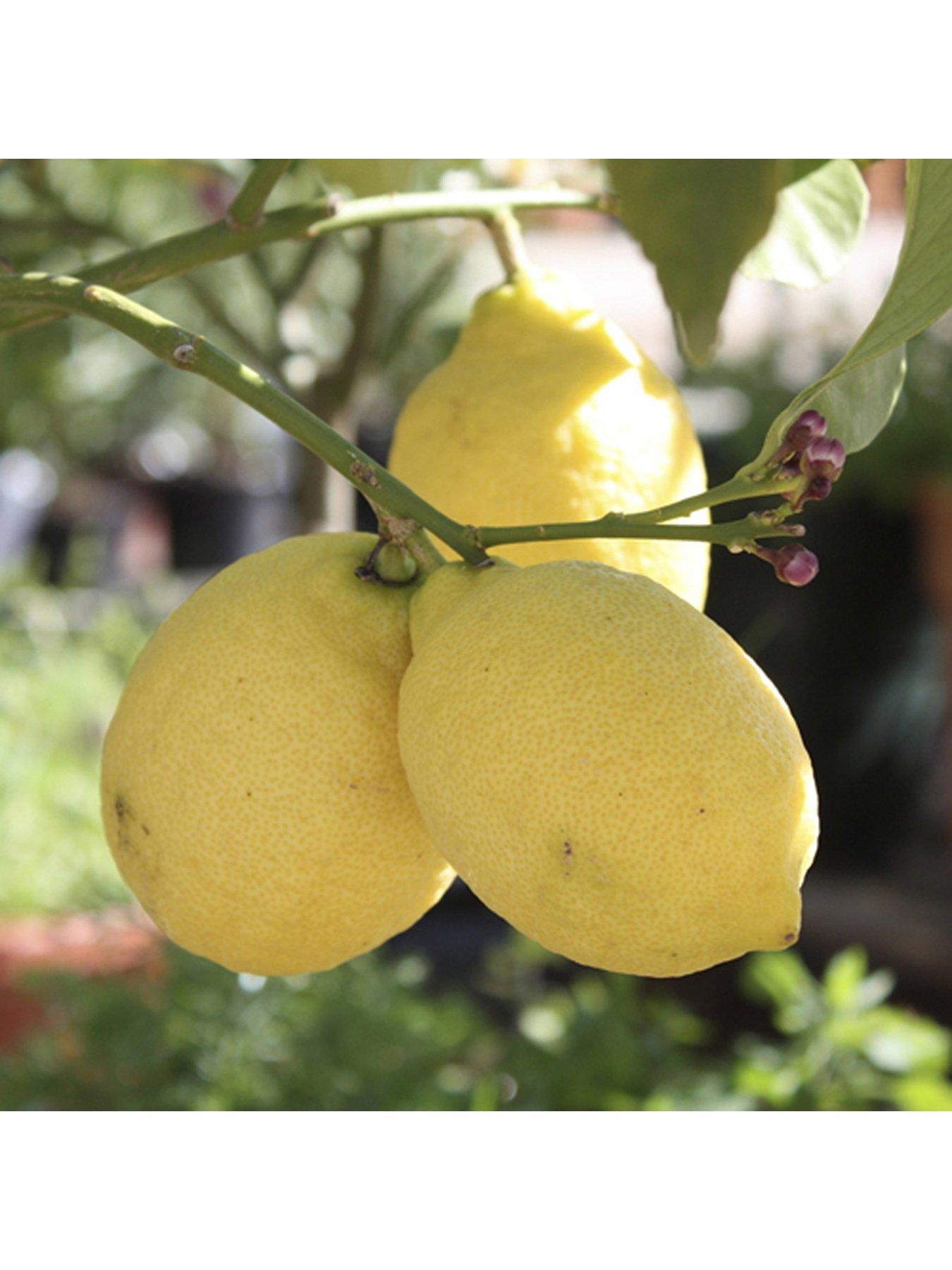 Image 3 of 5 of You Garden Large Lemon Eureka Tree