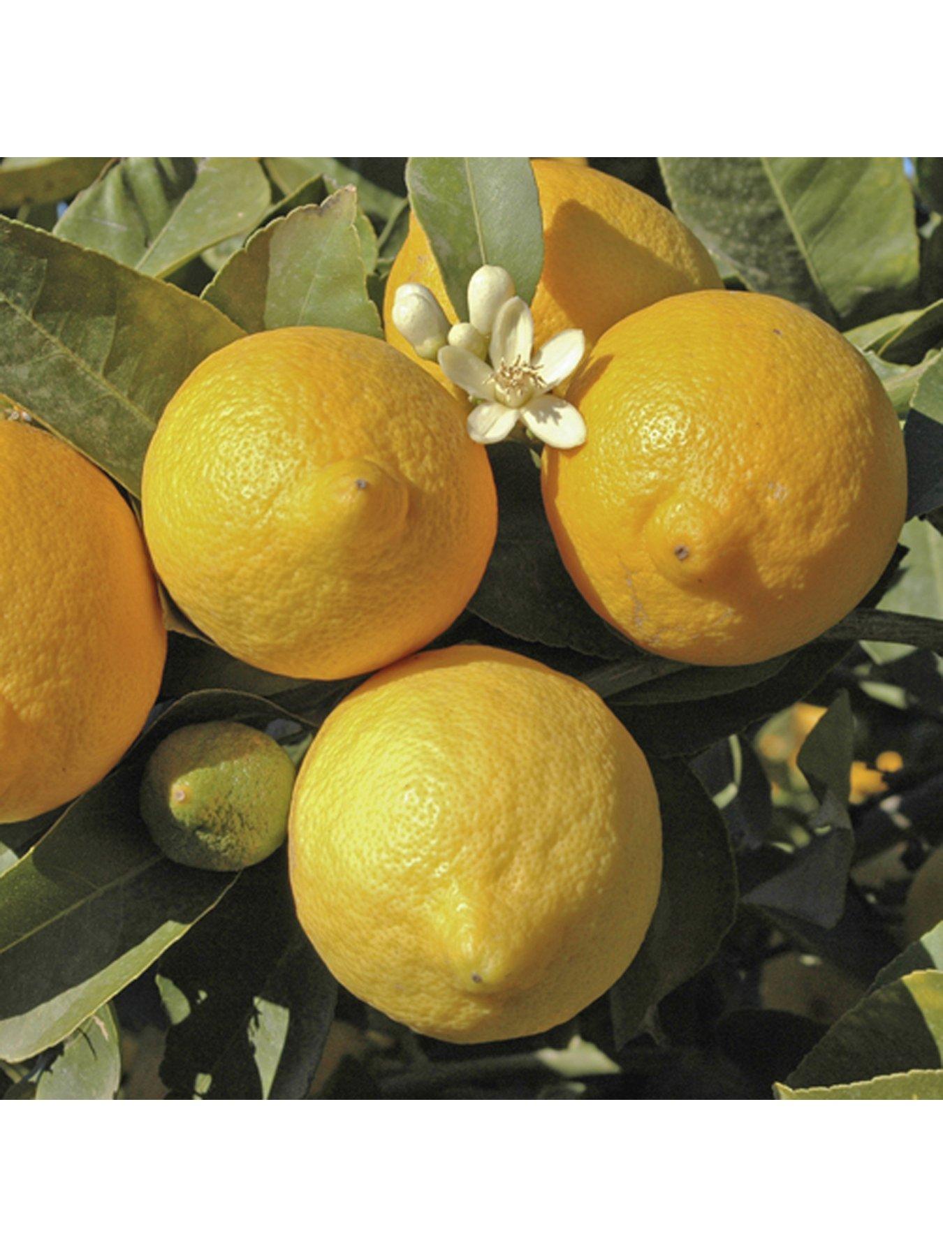 Image 4 of 5 of You Garden Large Lemon Eureka Tree