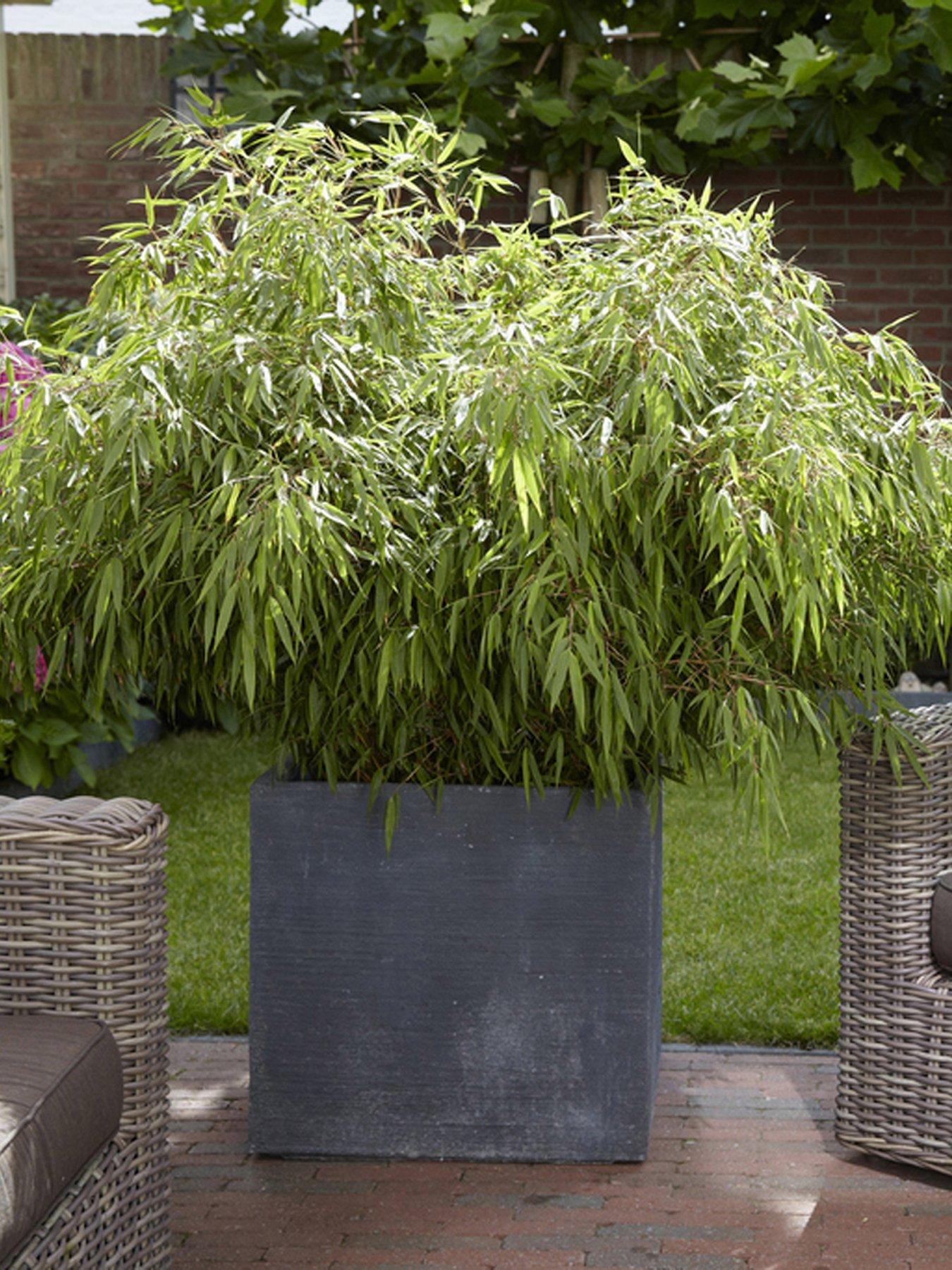 Image 1 of 4 of You Garden Pair of Fountain Bamboo Fargesia rufa 2L