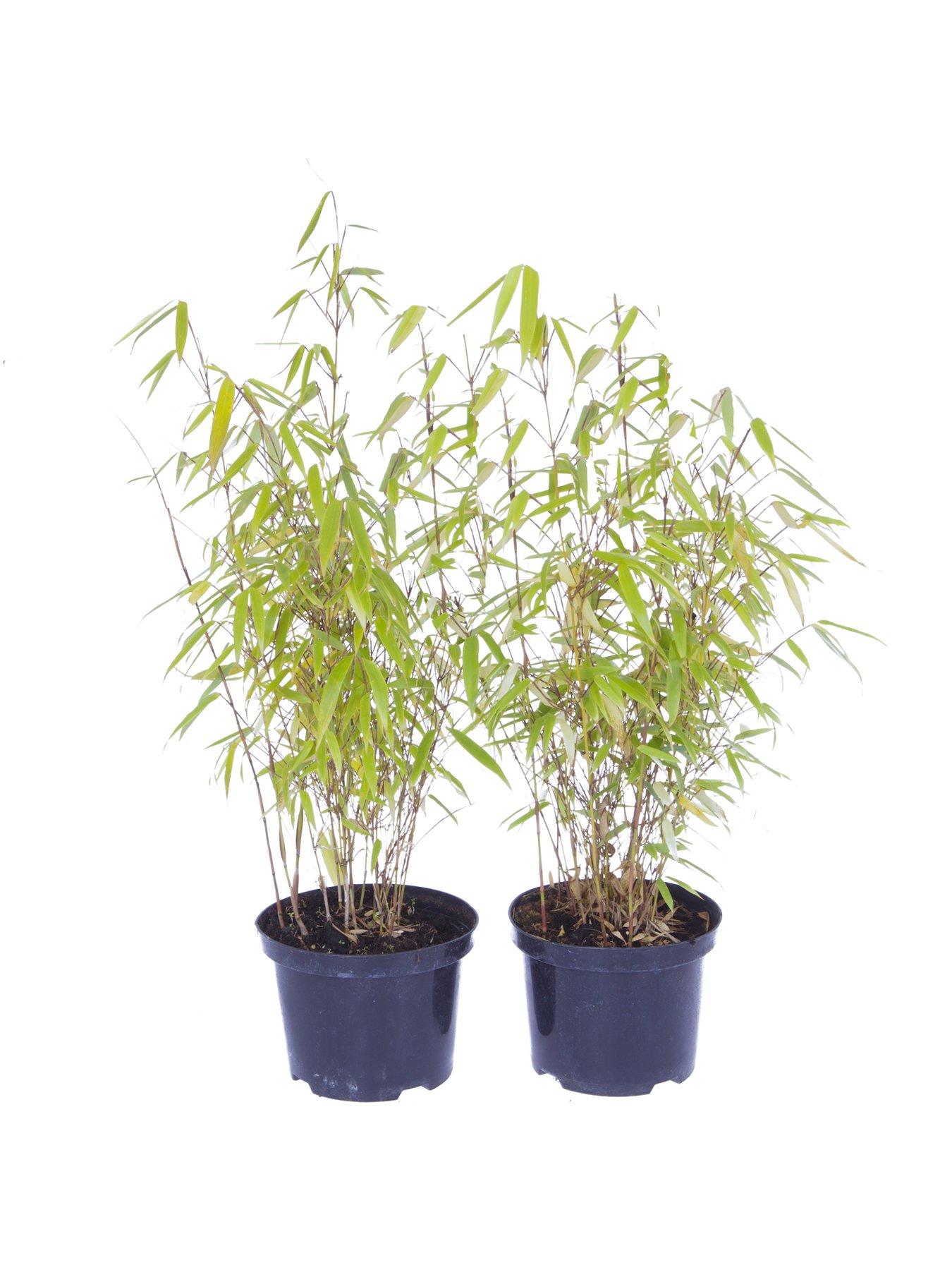 Image 2 of 4 of You Garden Pair of Fountain Bamboo Fargesia rufa 2L