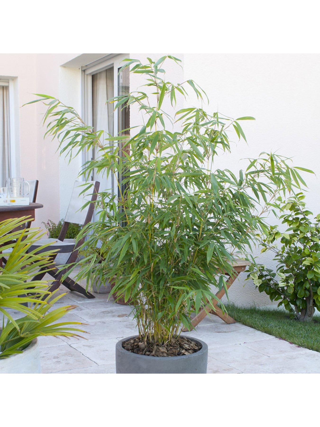 Image 3 of 4 of You Garden Pair of Fountain Bamboo Fargesia rufa 2L