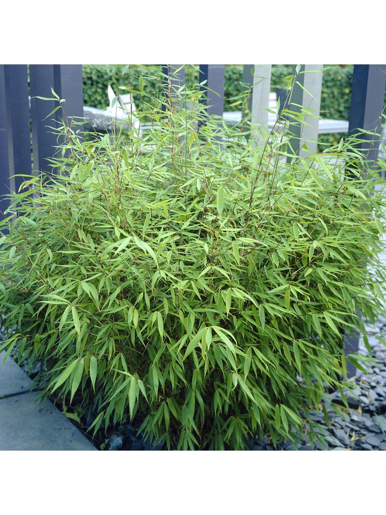 Image 4 of 4 of You Garden Pair of Fountain Bamboo Fargesia rufa 2L