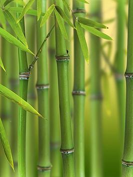 Very  Green Bamboo Phyllostachys Bisettii 2L Pot