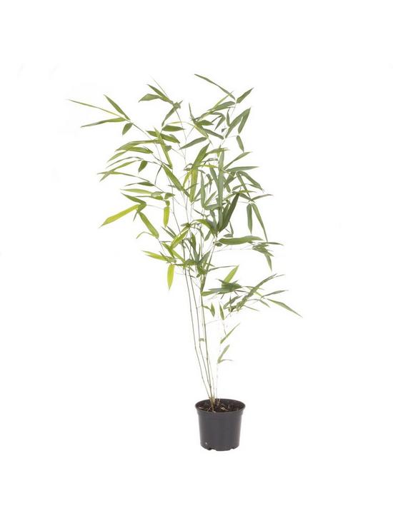 stillFront image of green-bamboo-phyllostachys-bisettii-3l-pot