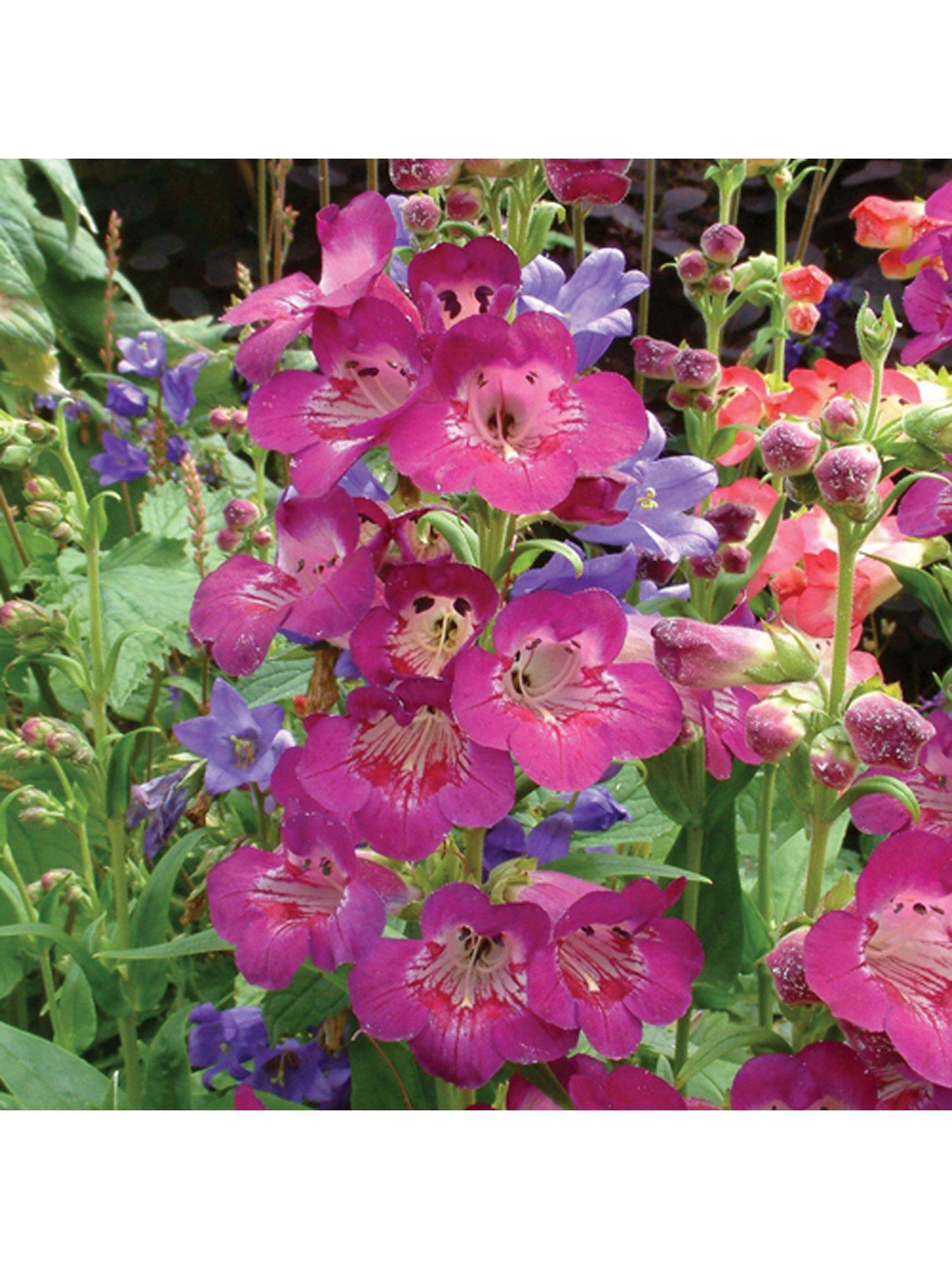 You Garden Hardy Perennial Penstemon Collection 12 x Jumbo Plugs