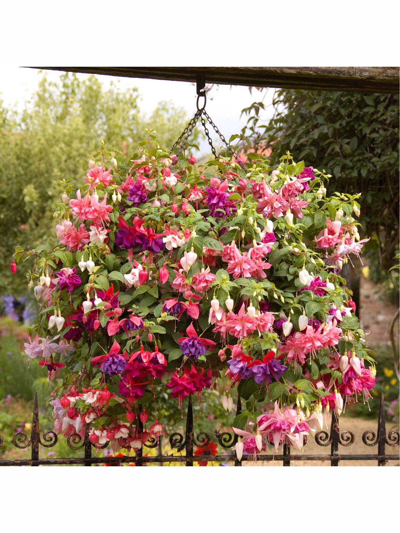You Garden Jumbo American Fuchsia Collection 12 x Jumbo Plugs