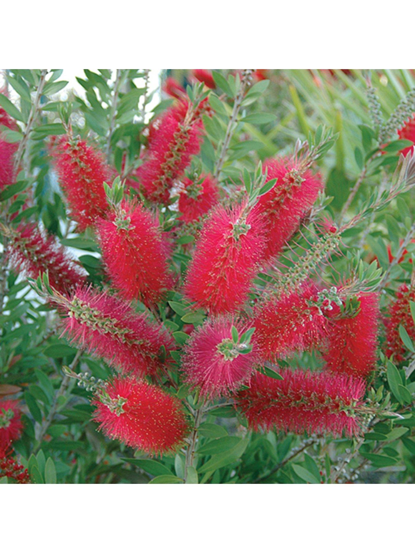 Image 1 of 5 of You Garden Hardy Callistemon 3L Potted 'Bottlebrush' Plant