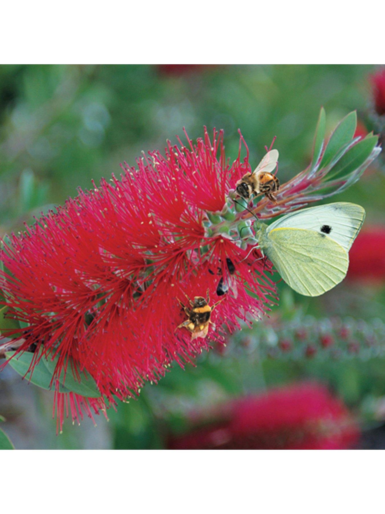 Image 2 of 5 of You Garden Hardy Callistemon 3L Potted 'Bottlebrush' Plant
