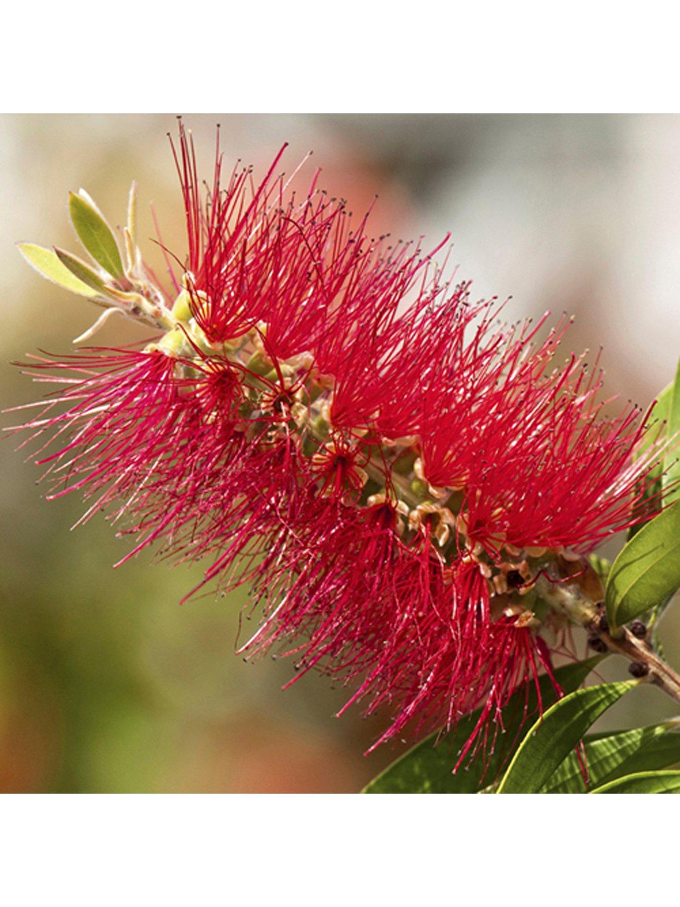 Image 3 of 5 of You Garden Hardy Callistemon 3L Potted 'Bottlebrush' Plant