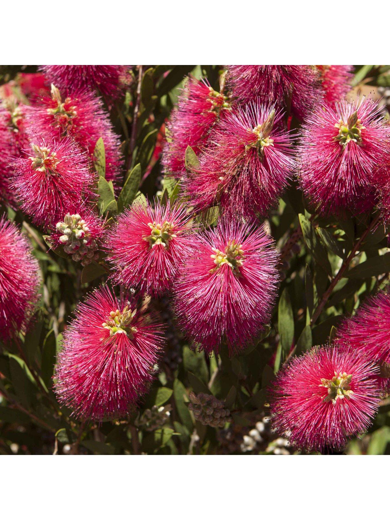Image 4 of 5 of You Garden Hardy Callistemon 3L Potted 'Bottlebrush' Plant