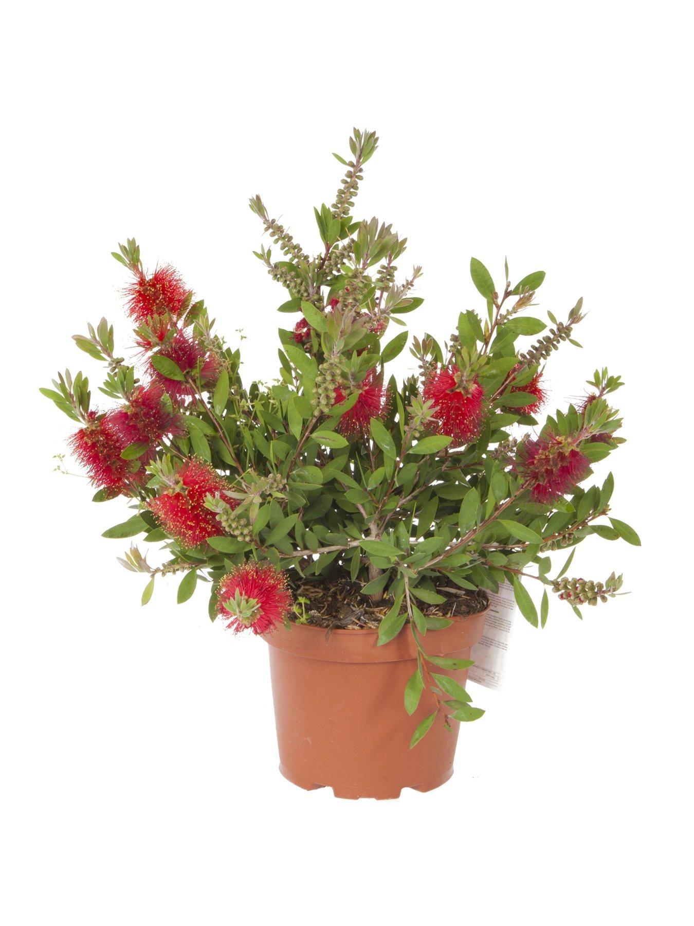 Image 5 of 5 of You Garden Hardy Callistemon 3L Potted 'Bottlebrush' Plant