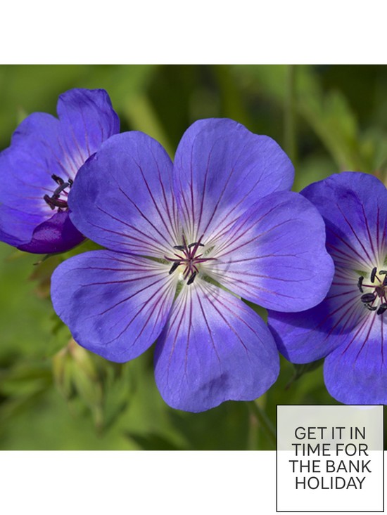 front image of pair-of-hardy-geranium-rozanne-2l-potted-plants