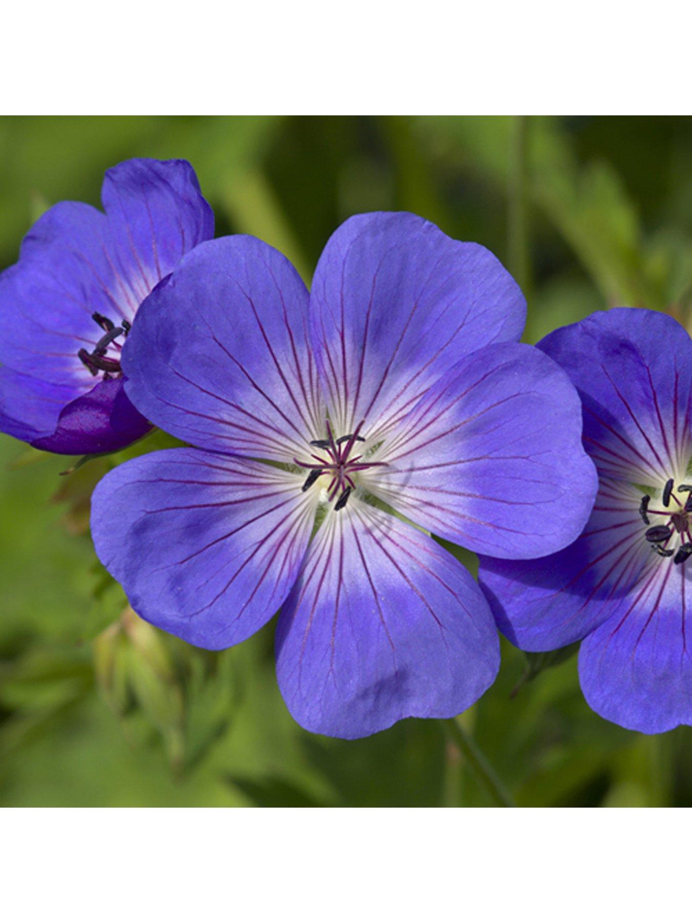 undefined Pair of Hardy Geranium 'Rozanne' 2L Potted Plants