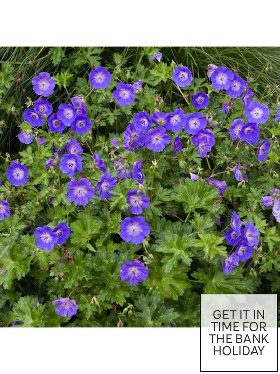stillFront image of pair-of-hardy-geranium-rozanne-2l-potted-plants