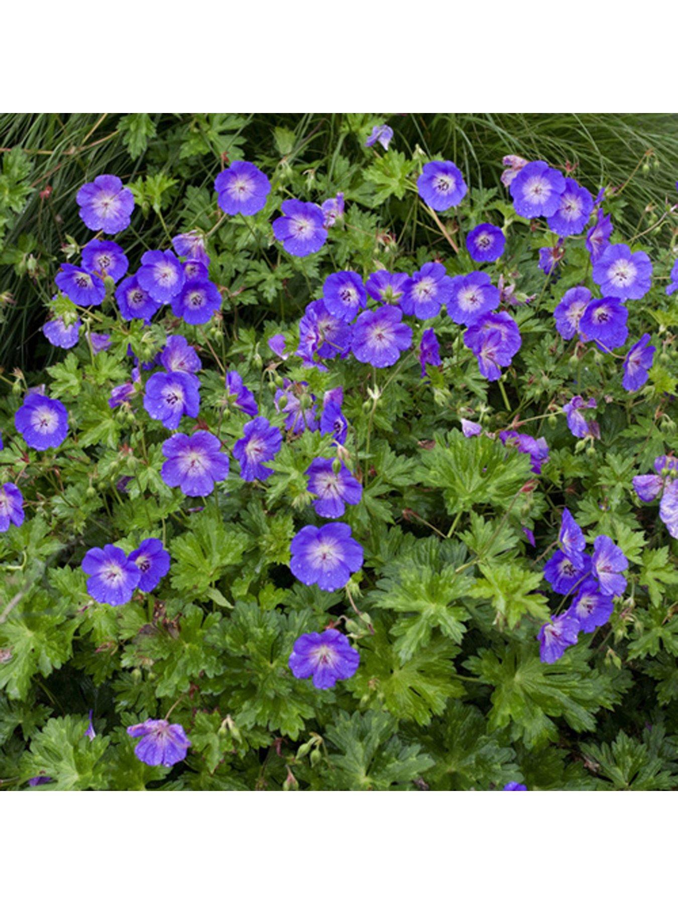 You Garden Pair of Hardy Geranium 'Rozanne' 2L Potted Plants | Littlewoods
