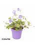  image of pair-of-hardy-geranium-rozanne-2l-potted-plants