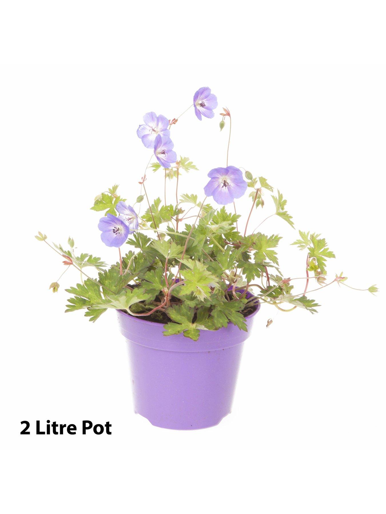 Image 3 of 3 of You Garden Pair of Hardy Geranium 'Rozanne' 2L Potted Plants
