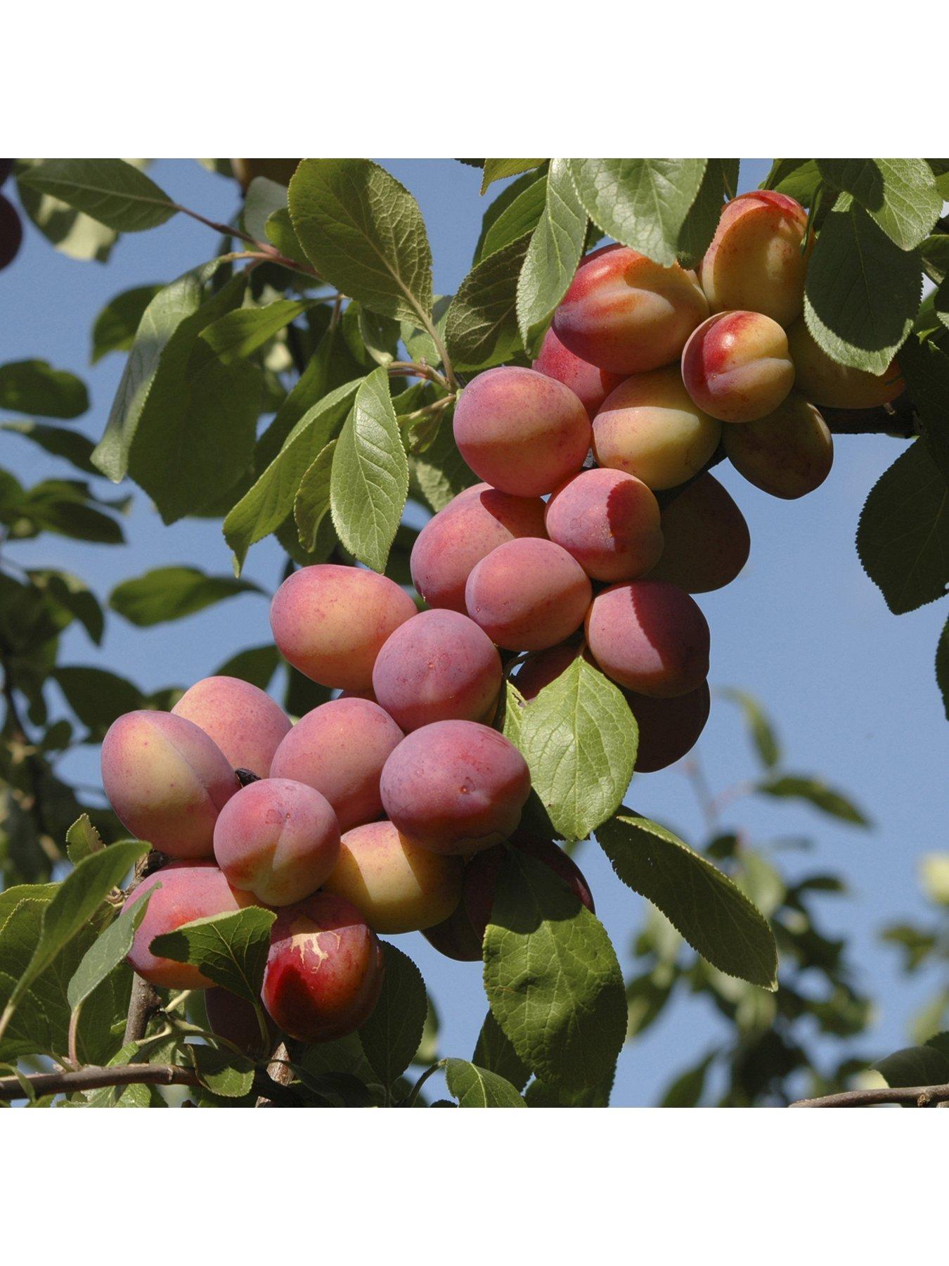 You Garden Patio Fruit Tree Plum 'Little Vic' 4L Potted Plant