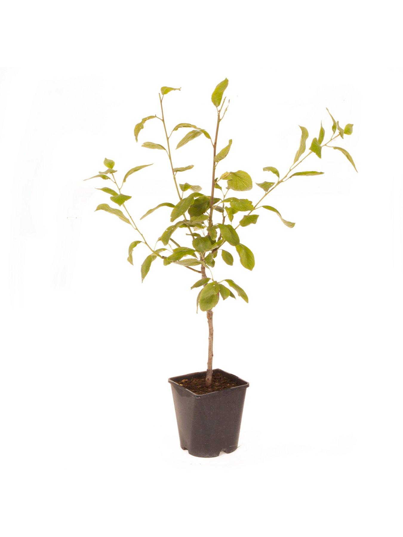 stillFront image of you-garden-patio-fruit-tree-plum-little-vic-4l-potted-plant