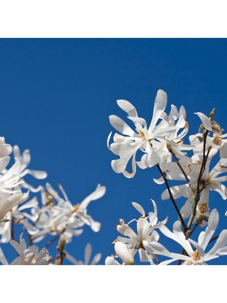 magnolia-stellata-standard-3l-potted-plant-1m-tall