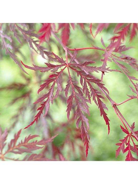 front image of acer-dissectum-garnet-3l-potted-plant