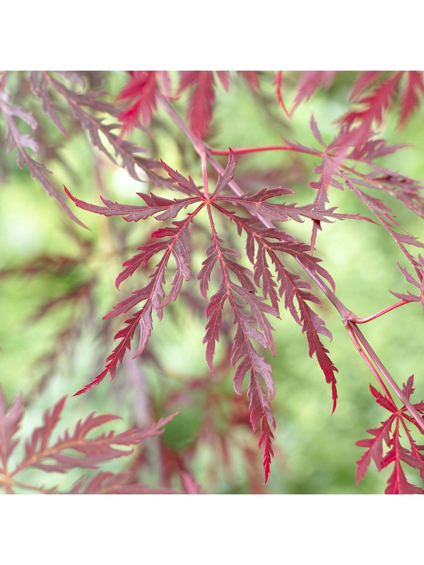 undefined Acer dissectum 'Garnet' 3L Potted Plant