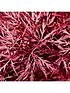  image of acer-dissectum-garnet-3l-potted-plant