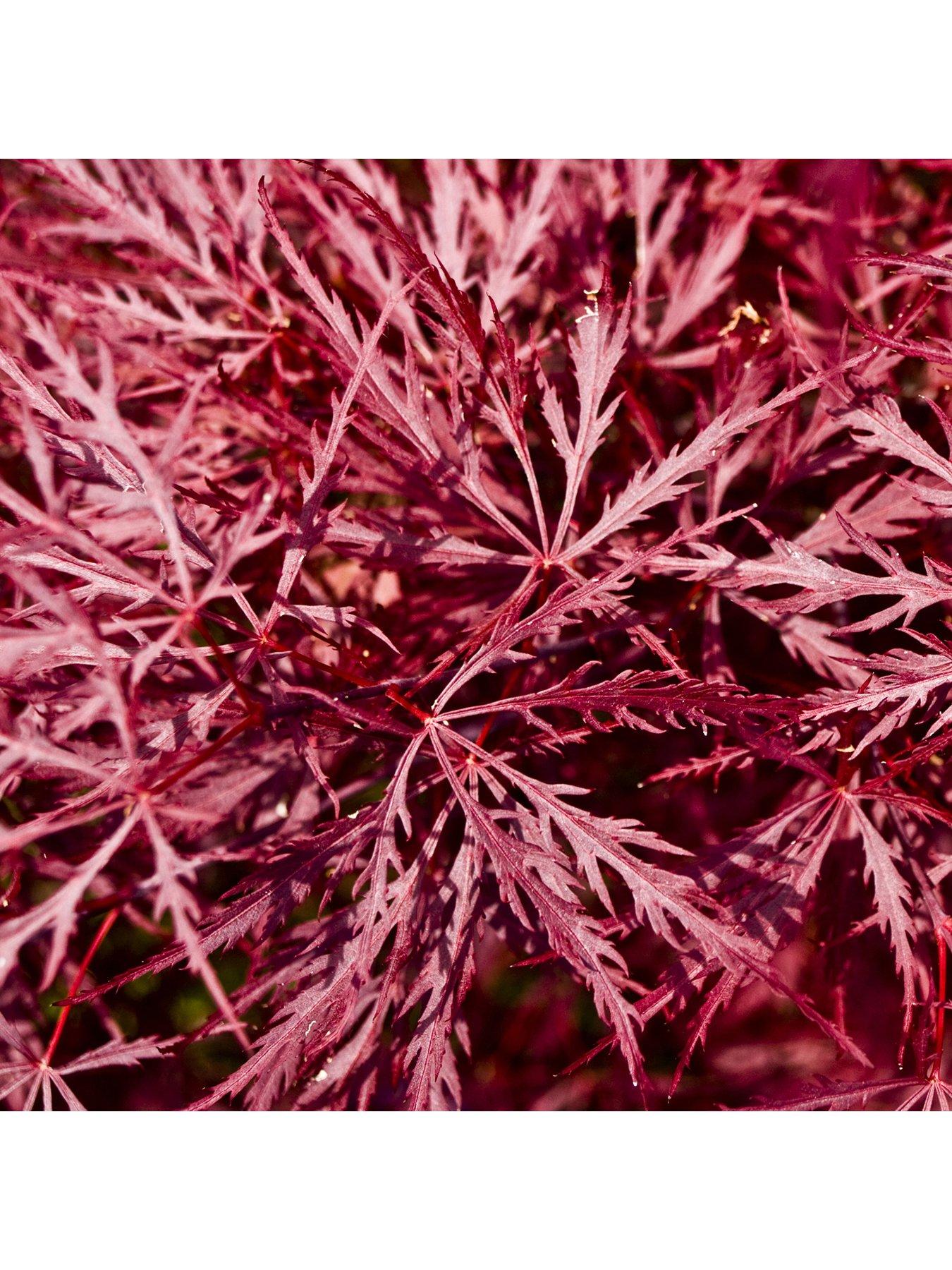 Image 2 of 4 of You Garden Acer dissectum 'Garnet' 3L Potted Plant