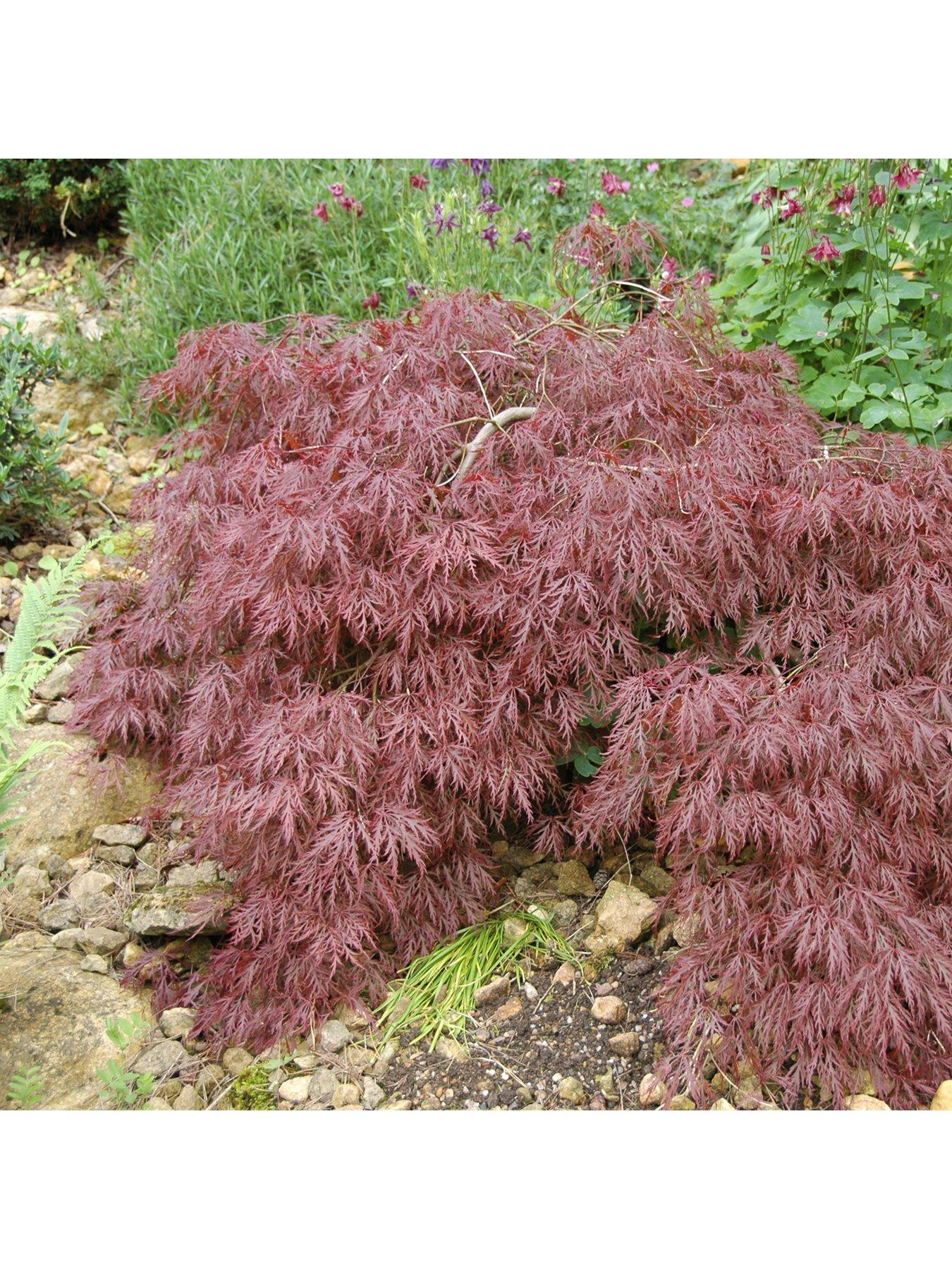  image of you-garden-acer-dissectum-garnet-3l-potted-plant