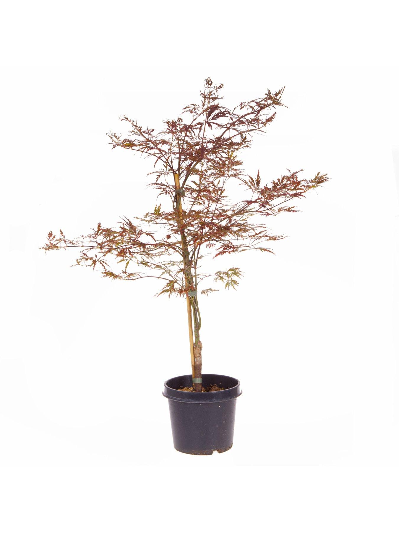 Image 4 of 4 of You Garden Acer dissectum 'Garnet' 3L Potted Plant