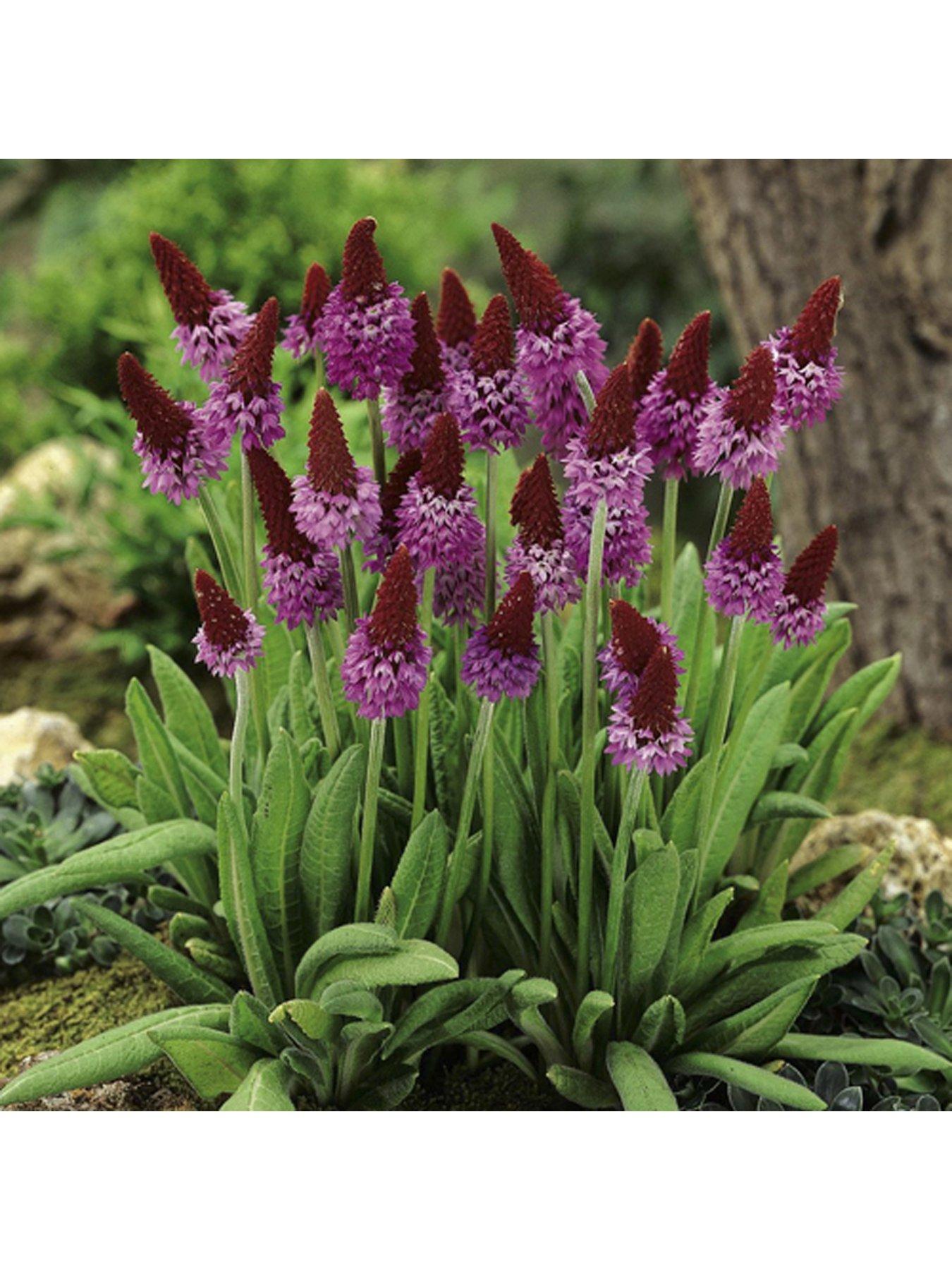 Image 1 of 4 of You Garden Red Hot Poker' Primrose Primula viallii 3 x 9cm Potted Plants