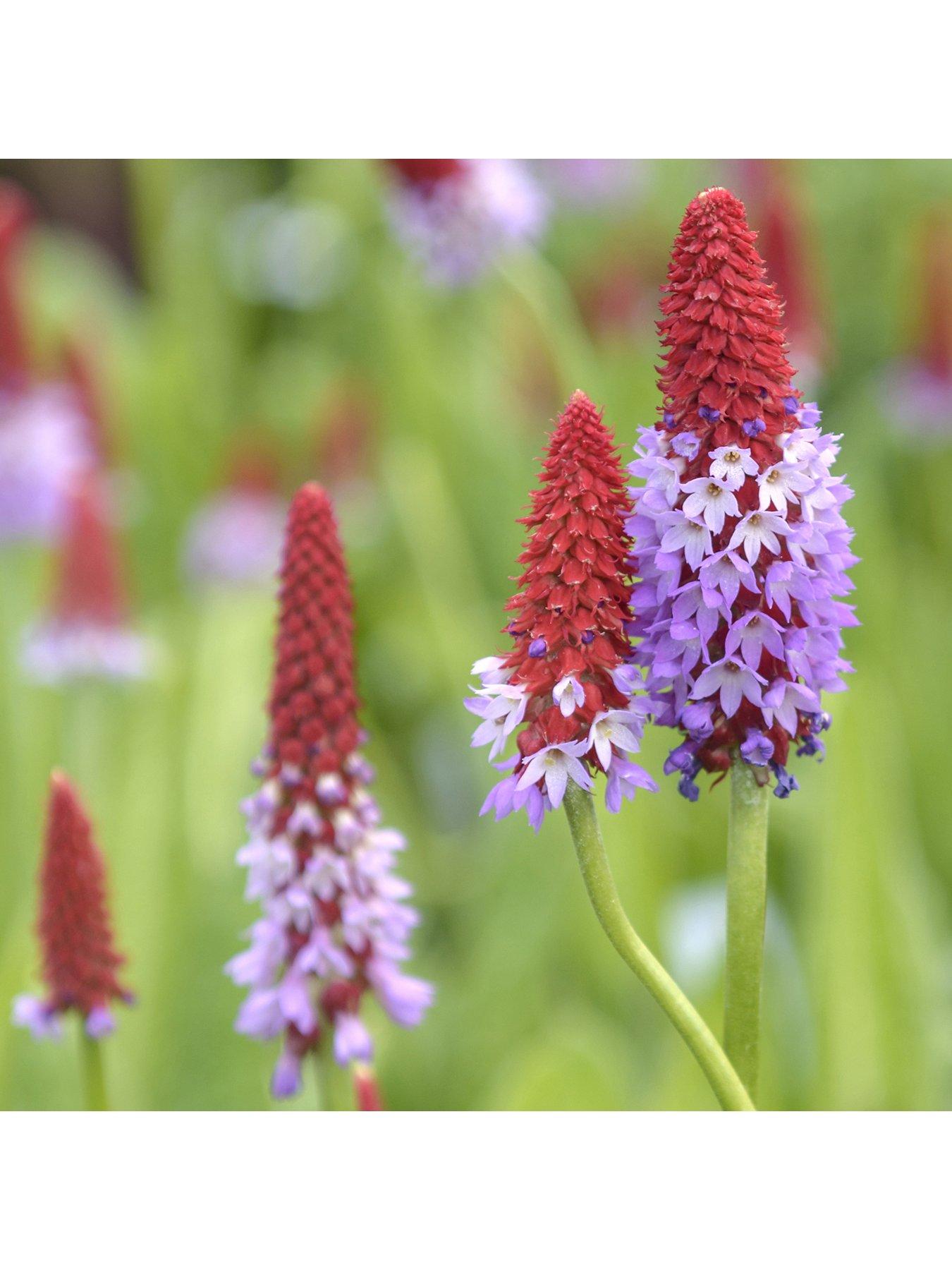 Image 2 of 4 of You Garden Red Hot Poker' Primrose Primula viallii 3 x 9cm Potted Plants