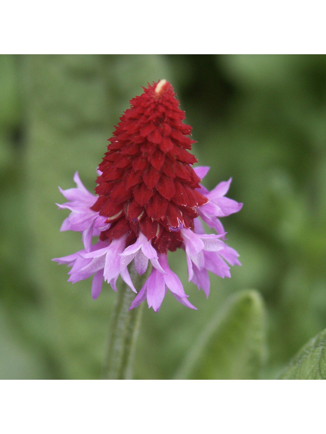 Image 3 of 4 of You Garden Red Hot Poker' Primrose Primula viallii 3 x 9cm Potted Plants