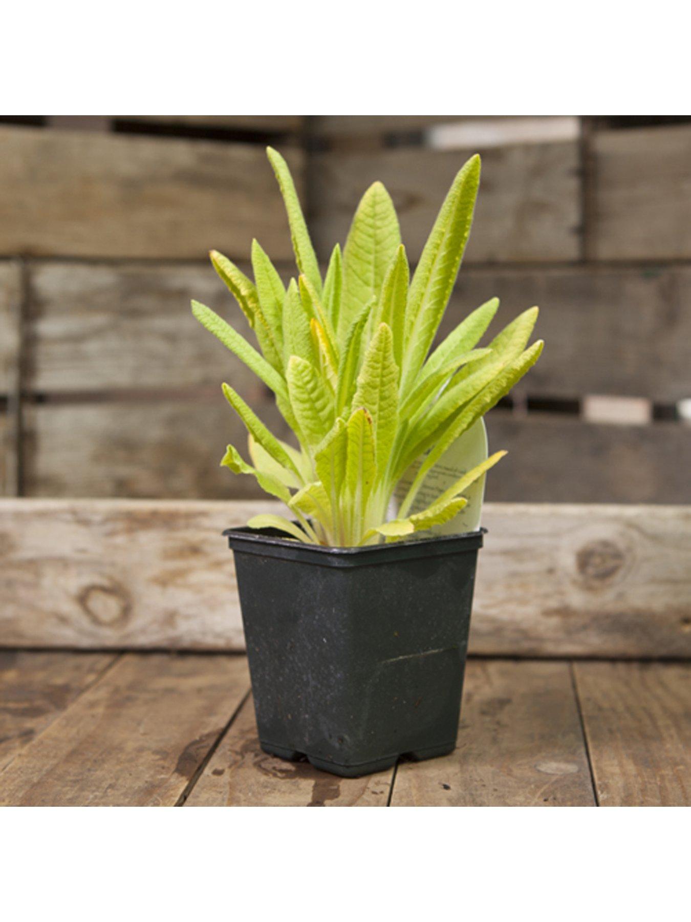 Image 4 of 4 of You Garden Red Hot Poker' Primrose Primula viallii 3 x 9cm Potted Plants