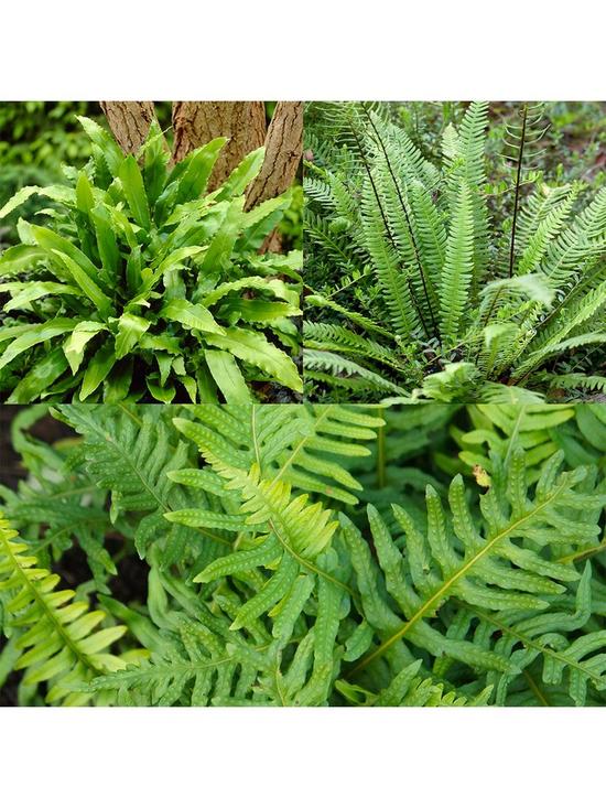 front image of evergreen-hardy-fern-collection-3-x-9cm-potted-plants