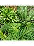  image of evergreen-hardy-fern-collection-3-x-9cm-potted-plants