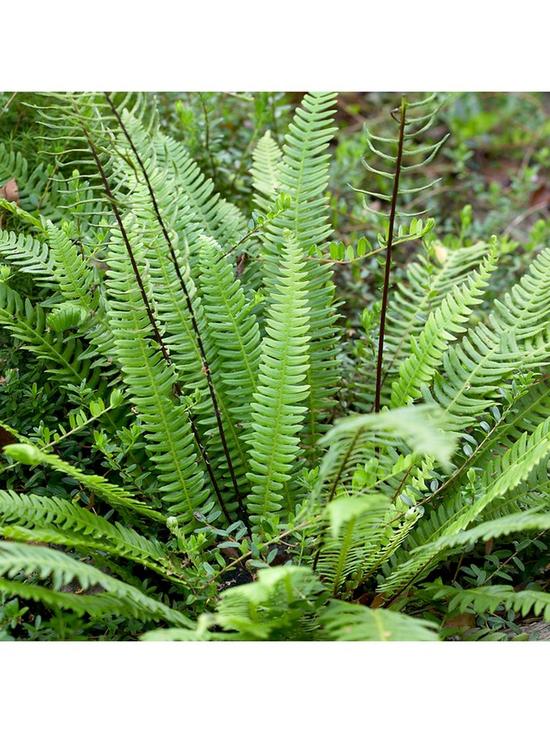 stillFront image of evergreen-hardy-fern-collection-3-x-9cm-potted-plants
