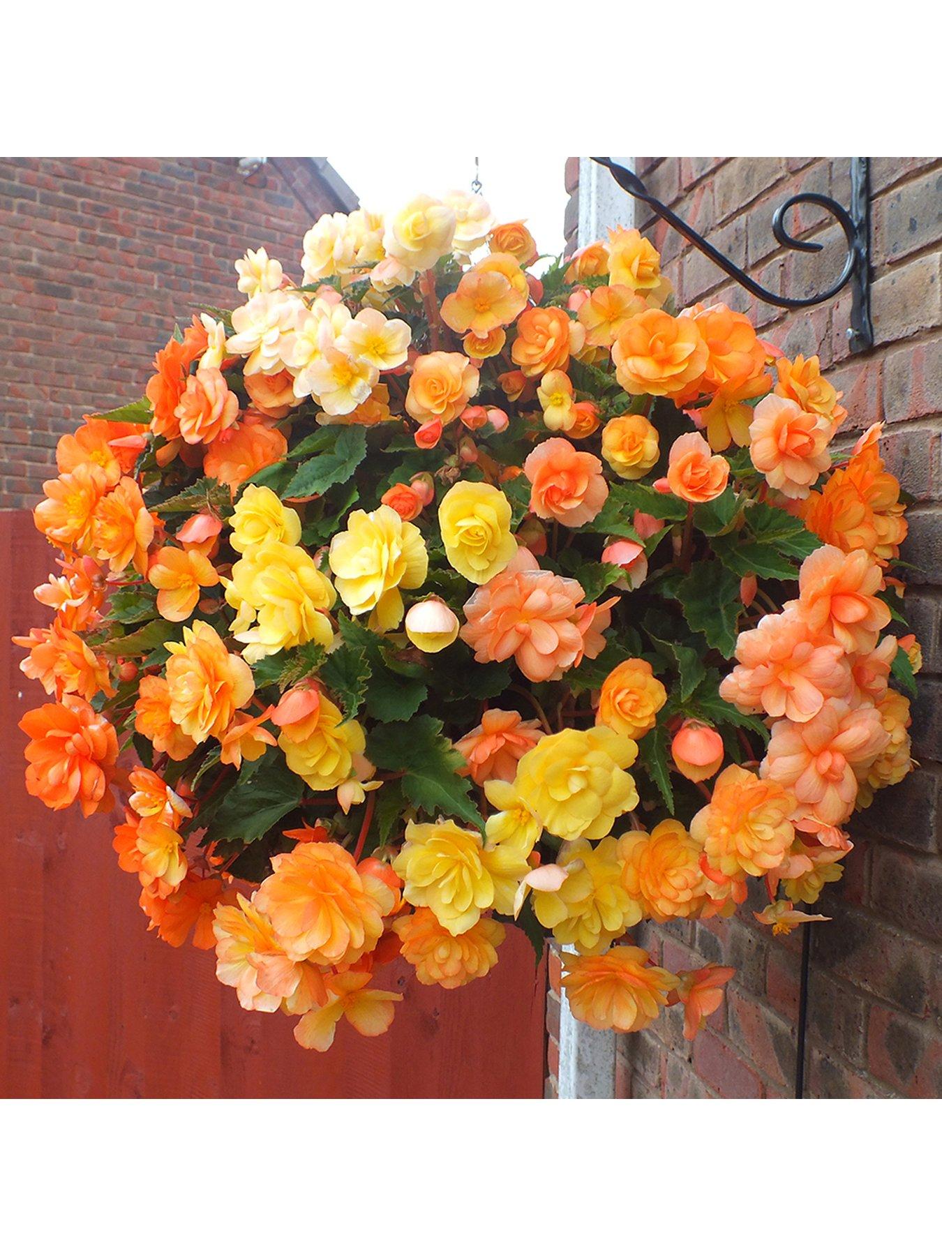 you-garden-trailing-begonia-apricot-shades-12-x-jumbo-plugs