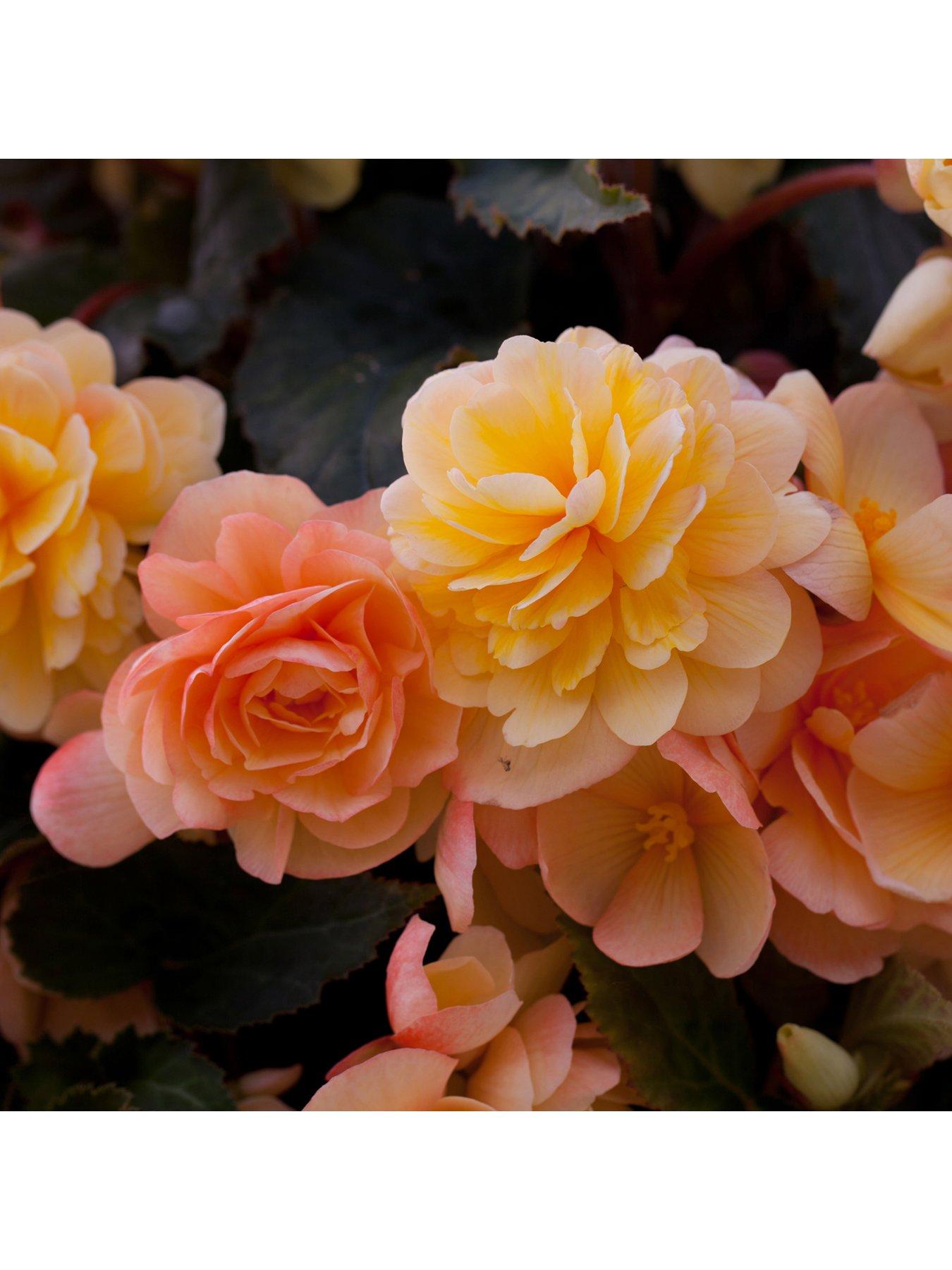  image of you-garden-trailing-begonia-apricot-shades-12-x-jumbo-plugs