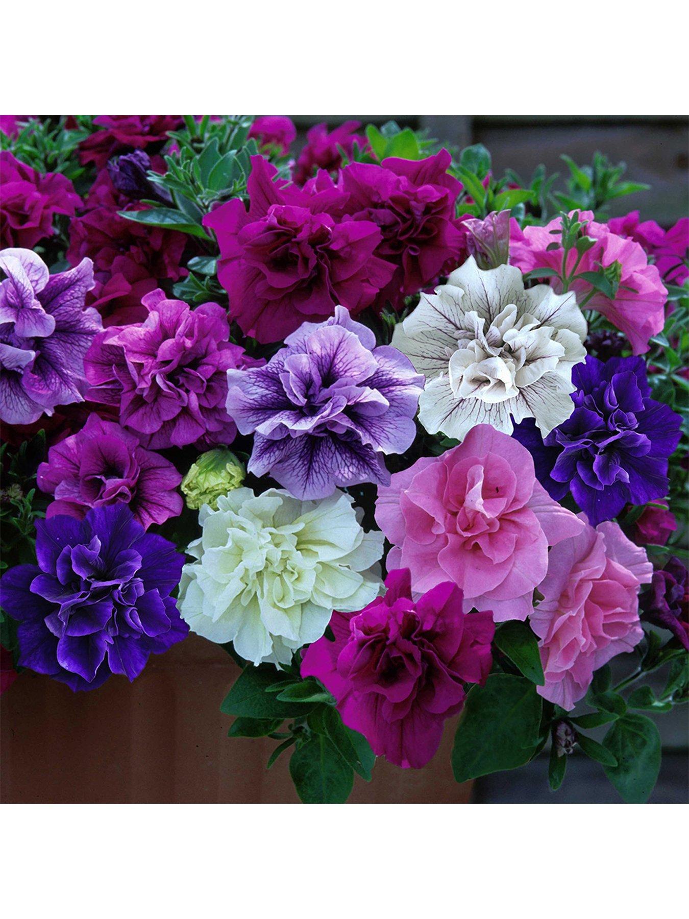 You Garden Fragrant Double Petunia 'Tumbelina Collection' 12 x Jumbo Plugs