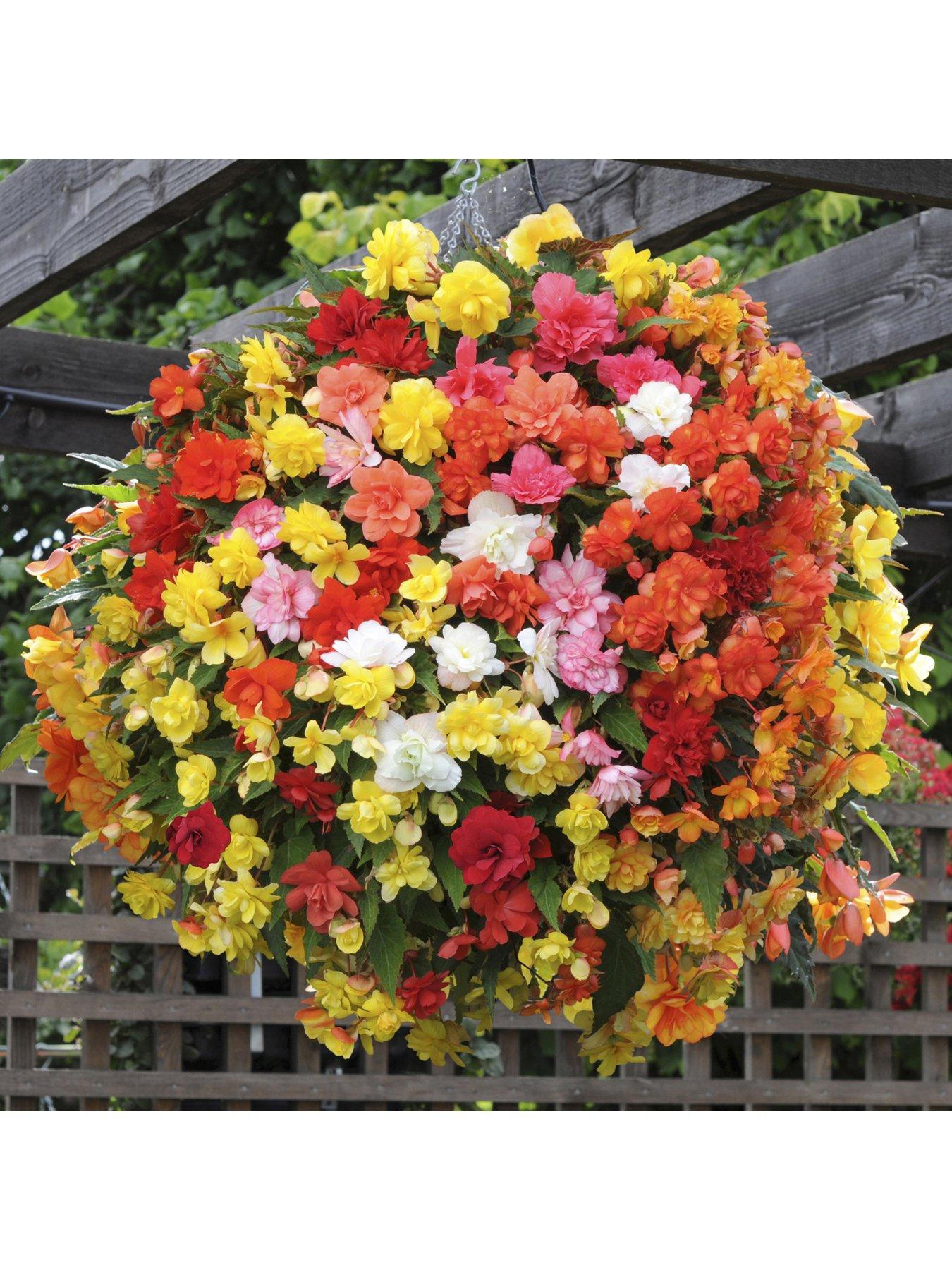 you-garden-trailing-begonia-super-cascade-mix-12-x-jumbo-plugs