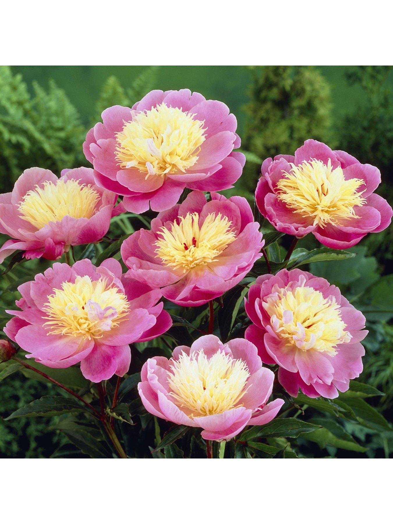 you-garden-peony-bowl-of-beauty-3-x-bare-roots