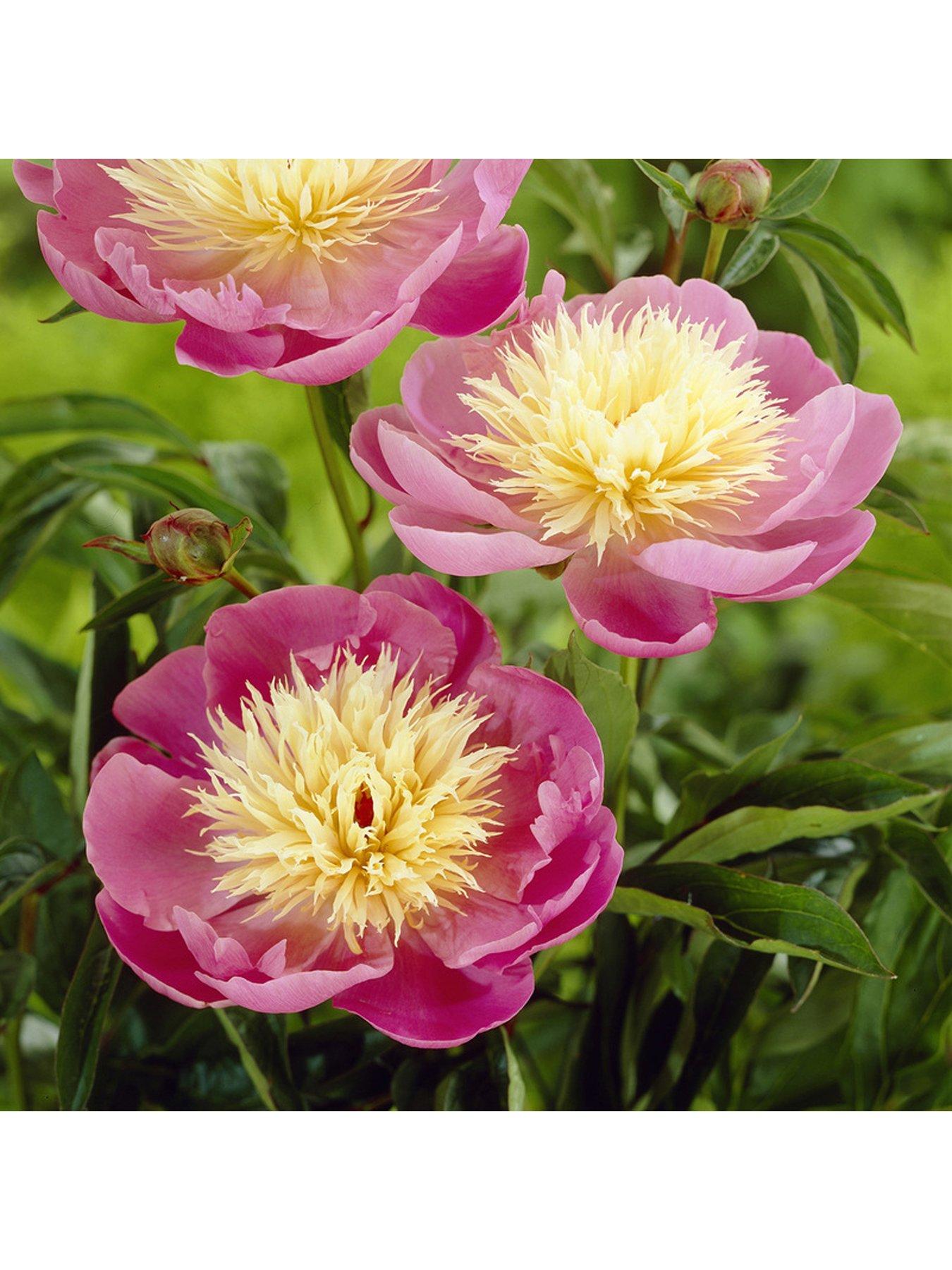 Image 2 of 4 of You Garden Peony 'Bowl of Beauty' 3 x Bare Roots