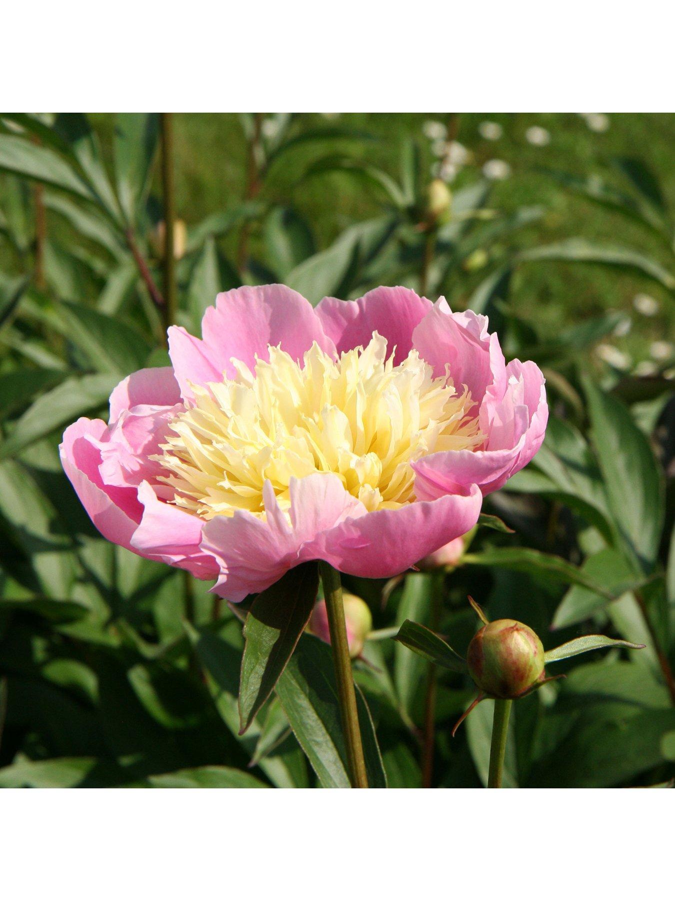 Image 3 of 4 of You Garden Peony 'Bowl of Beauty' 3 x Bare Roots