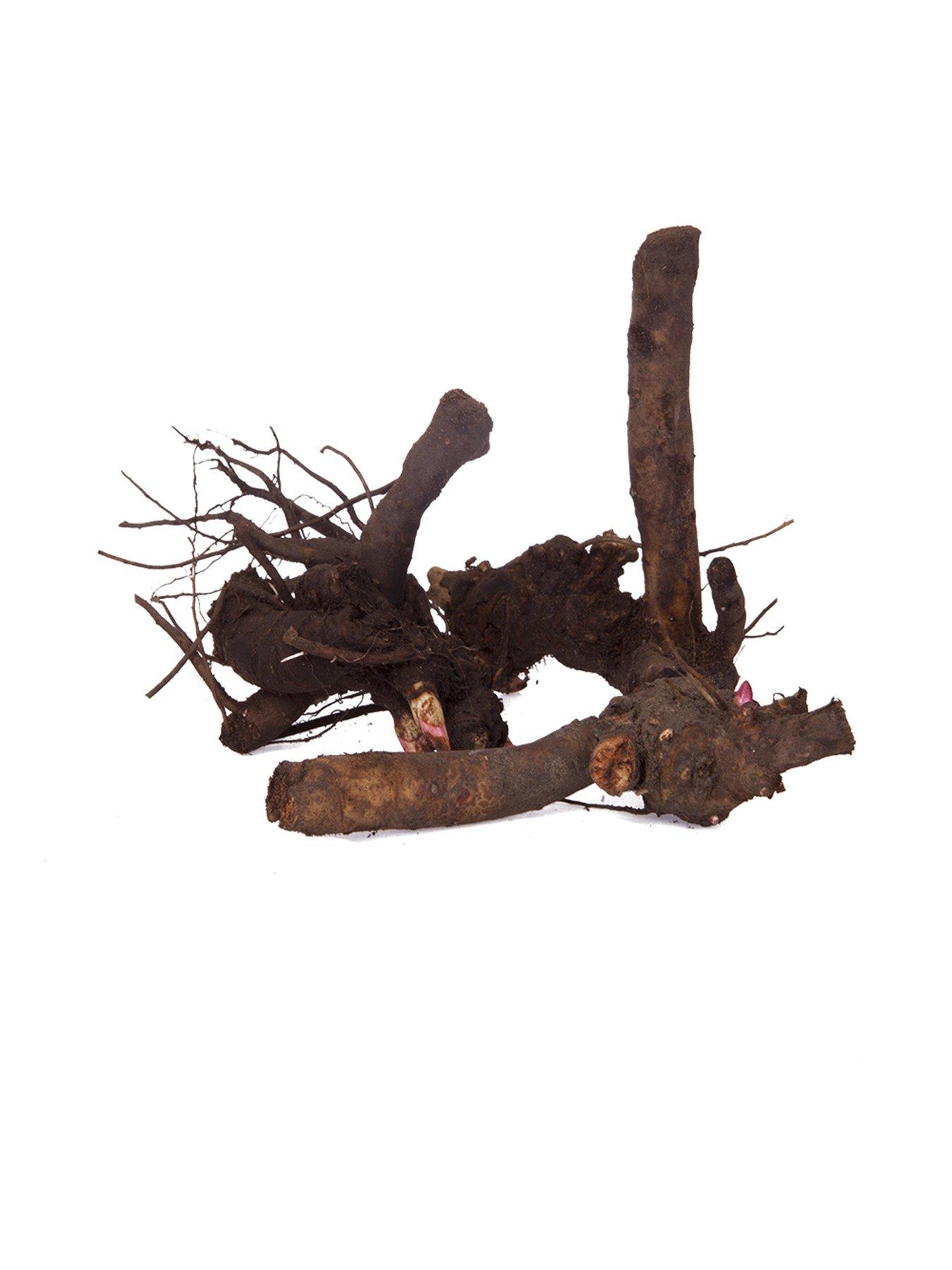 Image 4 of 4 of You Garden Peony 'Bowl of Beauty' 3 x Bare Roots