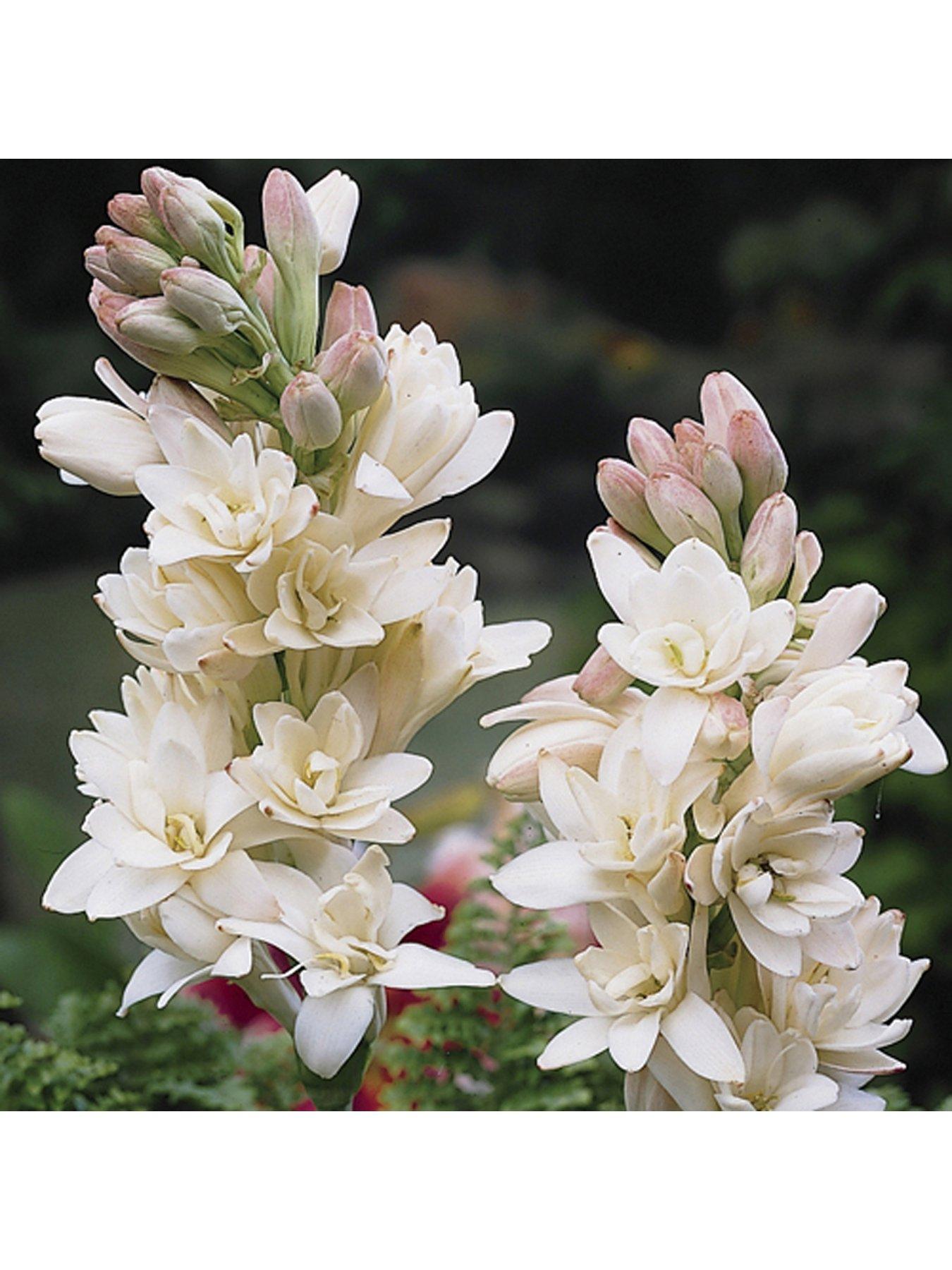 Image 1 of 3 of You Garden Polianthes tuberosa 'Tuberrose' Pack of 10 Bulbs