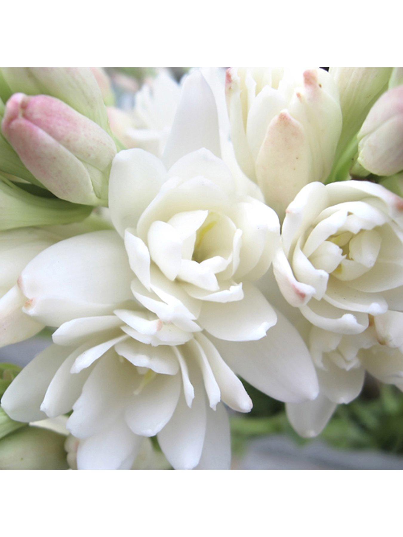 Image 2 of 3 of You Garden Polianthes tuberosa 'Tuberrose' Pack of 10 Bulbs