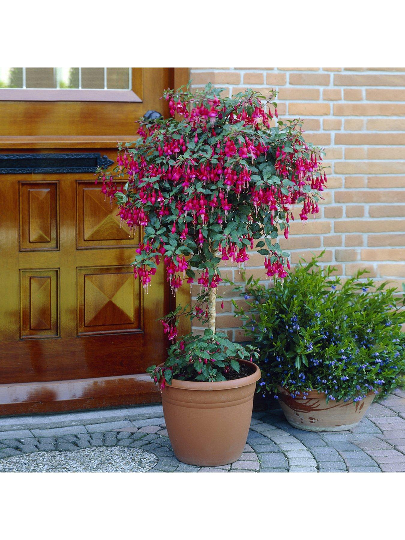 You Garden Flowering Standard Fuchsia Tree