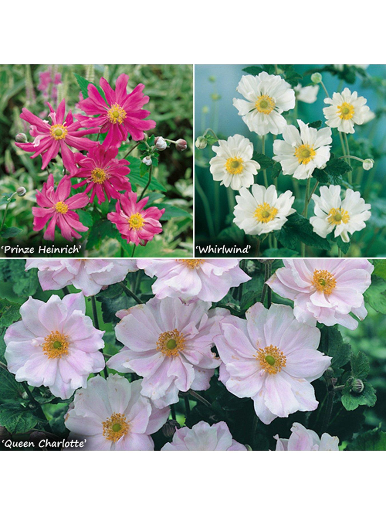 Image 1 of 4 of You Garden Hardy Japanese Anemone Collection 3 x 9cm Potted Plants