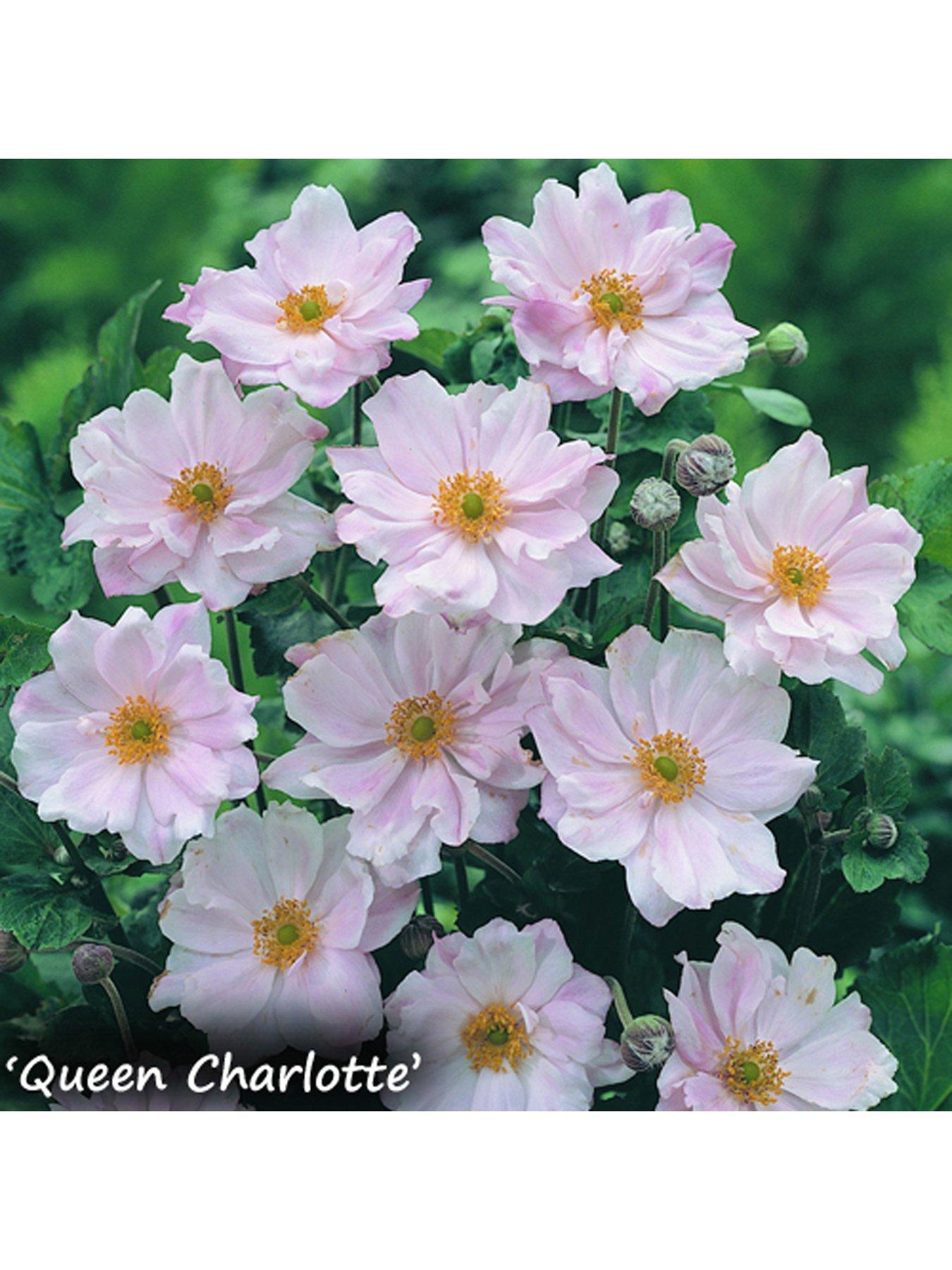 Image 3 of 4 of You Garden Hardy Japanese Anemone Collection 3 x 9cm Potted Plants